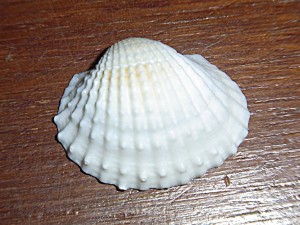 dag16