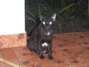 katta